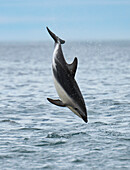 Schwarzer Delfin (Lagenorhynchus obscurus) springt über den Gewässern vor der Küste Neuseelands bei Kaikoura, Neuseeland