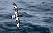 Kapsturmvogel (Daption capensis) schwebt über der Drake-Passage, Antarktis