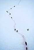 Chinstrap penguins (Pygoscelis antarctica) travel on a path to and from the colony and the sea to feed,Antarctica
