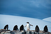 Gentoo penguin (Pygoscelis papua) in Antarctica,Antarctica