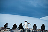 Eselspinguin (Pygoscelis papua) in der Antarktis,Antarktis