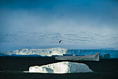 Vogel fliegt über einem Eisberg an der Westseite der antarktischen Halbinsel, Antarktis