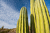 Close-up view of cacti against a cloud studded blue sky,Baja California,Mexico