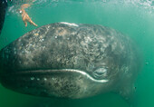 Person greift unter Wasser, um den Kopf eines Grauwals (Eschrichtius robustus) zu berühren, Baja California, Mexiko