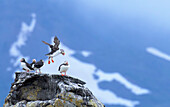 Papageientaucher (Fratercula arctica) auf einem Felsen der Insel Vigur in der Bucht von Isafjordur, Island