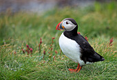 Close-up portrait of an Atlantic puffin (Fratercula arctica) standing on grass on Vigur Island in Isafjordur Bay,Iceland