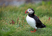 Nahaufnahme eines Papageientauchers (Fratercula arctica) im Gras auf der Insel Vigur in der Isafjordur-Bucht, Island