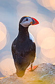 Portrait of an Atlantic puffin (Fratercula arctica) standing on grass on Vigur Island in Isafjordur Bay,Iceland
