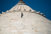 Caracara flying around the dome of the Taj Mahal,Agra,Uttar Pradesh,India