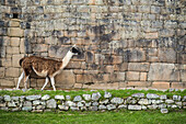 Lama (Lama glama) läuft entlang einer Mauer am Machu Picchu, Aguas Calientes, Peru