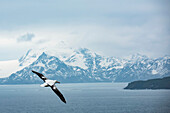 Wandering albatross (Diomedea exulans) in flight over the ocean,Prion Island,South Georgia and the South Sandwich Islands