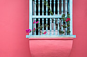 Detail of a pink building and window sill flowers,Cartagena,Bolivar,Colombia