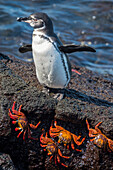 Galapagos-Pinguin (Spheniscus mendiculus) und Sally-Leichtfußkrabben (Grapsus grapsus) auf der Insel Fernandina, Fernandina Island, Galapagos-Inseln, Ecuador