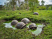 Giant Tortoises (Chelonoidis nigra) in the highlands of Santa Cruz Island,Galapagos Islands,Ecuador