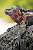 Red-and-green marine iguana (Amblyrhynchus cristatus) at Punta Suarez on Espanola Island,Espanola Island,Galapagos Islands,Ecuador