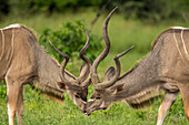 Two young male Kudu (Tragelaphus strepsiceros) smell each other in wetlands,Okavango Delta,Botswana