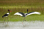 Pair of Saddle-billed storks (Ephippiorhynchus senegalensis) during the wet season,Okavango Delta,Botswana
