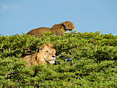 Löwe (Panthera leo) und ein Leopard (Panthera pardus) beanspruchen ihr Territorium in einer Baumkrone, indem sie im Serengeti-Nationalpark in Tansania sitzen und nach draußen schauen