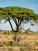 Lion (Panthera leo) looks up into a tree in pursuit of a leopard (Panthera pardus) in Serengeti National Park,Tanzania