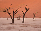 Abgestorbene Kameldornbäume (Acacia erioloba) stehen dort, wo einst der Tsauchab-Fluss floss, im Namib-Naukluft-Park, Deadvlei, Sossusvlei, Namibia