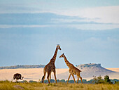 Masai-Giraffe (Giraffa camelopardalis tippelskirchii) und Strauß im Hintergrund im Serengeti-Nationalpark, Kogatende, Tansania