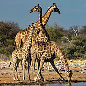 Angolanische Giraffen (Giraffa giraffa angolensis) stellen sich an einer Wasserstelle im Etoscha-Nationalpark, Okaukuejo, Kunene, Namibia, zum Trinken auf.