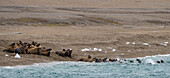 Group of walrus (Odobenus rosmarus) flee into the sea from a nearby polar bear,Spitsbergen,Svalbard,Norway