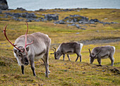 Weidendes Spitzbergen-Rentier (Rangifer tarandus platyrhynchus), ein Männchen und zwei Weibchen, Spitzbergen, Spitzbergen, Norwegen