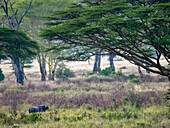 Spitzmaulnashorn (Diceros bicornis) grast im südlichen Teil des Parks im Serengeti-Nationalpark, Tansania
