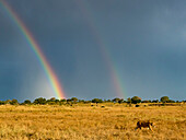 Weiblicher Löwe (Panthera leo) und ein doppelter Regenbogen im nördlichen Teil des Serengeti-Nationalparks,Kogatende,Tansania