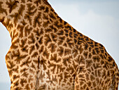 Detailaufnahme des Fells einer Giraffe (Giraffa camelopardalis tippelskirchii) im Serengeti-Nationalpark,Kogatende,Tansania