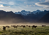 Fog lifts in a mountain valley pasture at sunrise,Fox Glacier,South Island,New Zealand