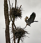 Blaureiher (Ardea herodias) bei der Landung auf dem Nest, Portland, Connecticut, Vereinigte Staaten von Amerika