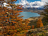 Views above Laguna Azul with peak fall color of southern beech,or Nothofagus trees in Torres del Paine National Park,Patagonia,Chile