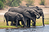 African bush elephants (Loxodonta africana) standing on a riverbank drinking out of the river in Chobe National Park,Chobe,Botswana