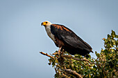 Portrait of an African fish eagle (Haliaeetus vocifer) with catchlight,perched on a tree branch looking out over the savanna against a blue sky in Chobe National Park,Chobe,Botswana