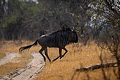 Streifengnu (Connochaetes taurinus) galoppiert über die Piste in der Savanne im Chobe-Nationalpark, Chobe, Botsuana