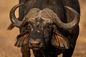 Nahaufnahme von Gesicht und Hörnern eines Kaffernbüffels (Syncerus caffer caffer) im Chobe-Nationalpark,Chobe,Bostwana