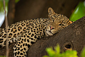 Porträt eines weiblichen Leoparden (Panthera pardus), der mit dem Kopf auf einem Ast im Schatten liegt und in die Kamera starrt, im Chobe-Nationalpark, Chobe, Botswana