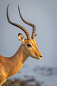 Nahaufnahme eines männlichen Impalas (Aepyceros melampus), Gesicht und Hörner, in der Nähe eines Flusses im Chobe-Nationalpark, Chobe, Botswana