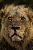 Close-up detail of lion's face with mane,(Panthera leo) portrait,in Chobe National Park,Chobe,Botswana