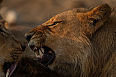 Close-up of young,male lion feeding on buffalo on the savanna in Chobe National Park,Chobe,Botswana