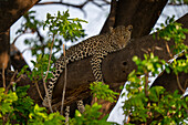 Porträt eines Leoparden (Panthera pardus), der auf einem dicken Ast im Schatten liegt und durch die Blätter nach unten in die Kamera schaut, im Chobe-Nationalpark, Chobe, Botsuana