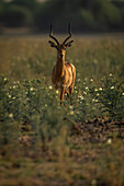 Nahaufnahme eines männlichen Impalas (Aepyceros melampus), der zwischen Wildblumen in der Savanne steht und in die Kamera starrt, im Chobe-Nationalpark, Chobe, Bostwana