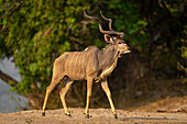 Nahaufnahme eines männlichen Großen Kudu (Tragelaphus strepsiceros), der an einem bewaldeten Flussufer entlangläuft, im Chobe-Nationalpark, Chobe, Bostwana