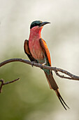 Close-up portrait of a southern carmine bee-eater (Merops nubicoides) perched on a twig,turns its head,Chobe National Park,Chobe,Botswana