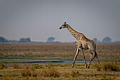 A southern giraffe (Giraffa giraffa) walks along a riverbank in profile on the savanna in Chobe National Park,Chobe,Botswana