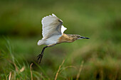 Close-up portrait of a squacco heron,(Ardeola ralloides) flies over grass in fordground in Chobe National Park,Chobe,Botswana
