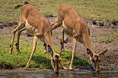 Close-up of two female,common impalas,(Aepyceros melampus) stand,drinking water in Chobe National Park,Chobe,Bostwana