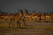 Nahaufnahme von zwei Pferdeantilopen (Hippotragus equinus), die an einer Herde von Impalas (Aepyceros melampus) im Chobe-Nationalpark vorbeigaloppieren,Chobe,Botswana